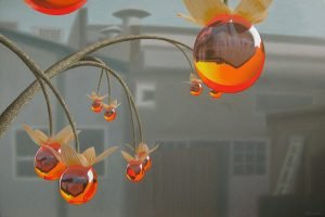 Simmondsia Vitra